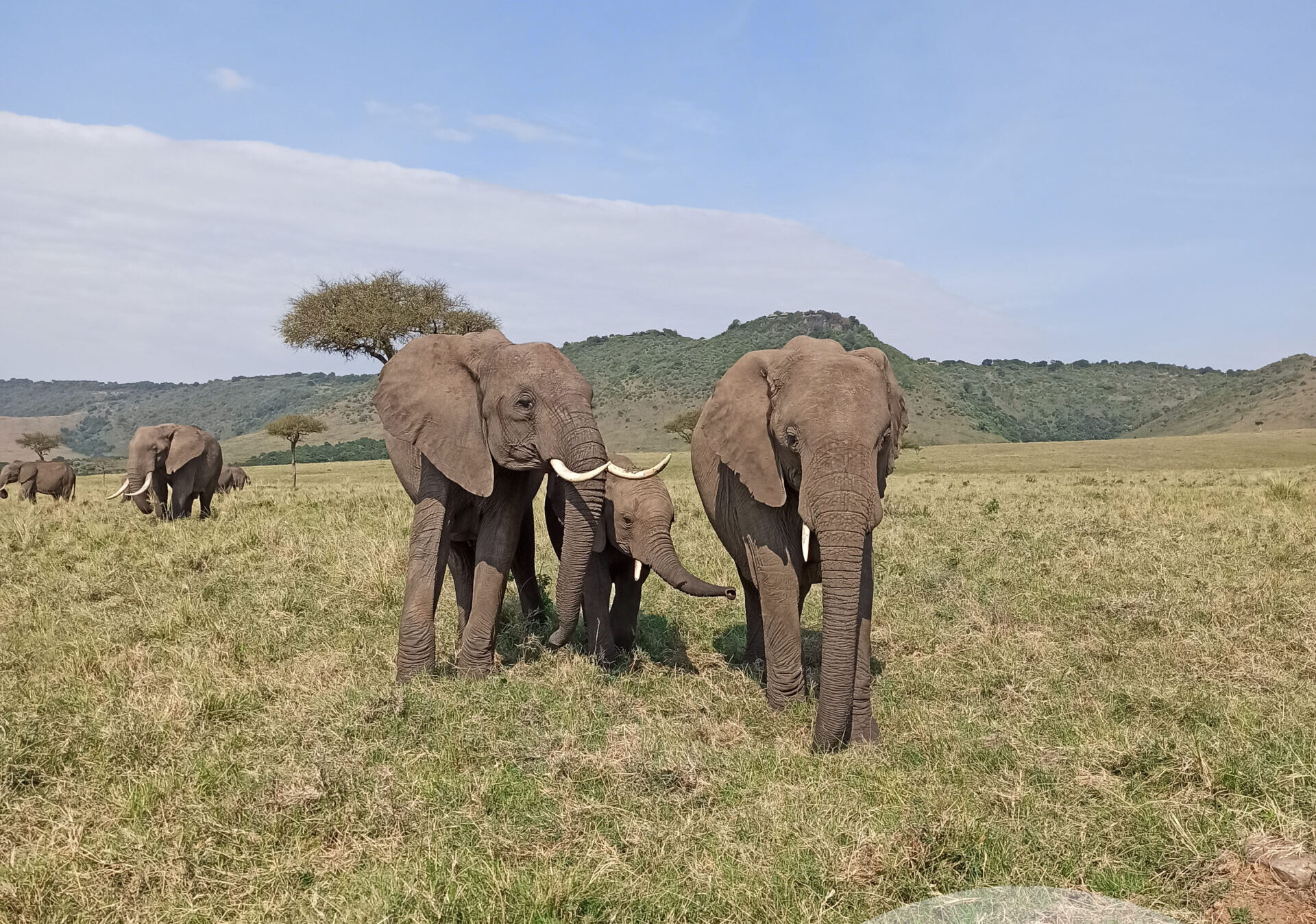 MAJESTIC GIANTS OF THE KAZINGA CHANNEL, A FRONT ROW SEAT TO THE ELEPHANT KINGDOM!